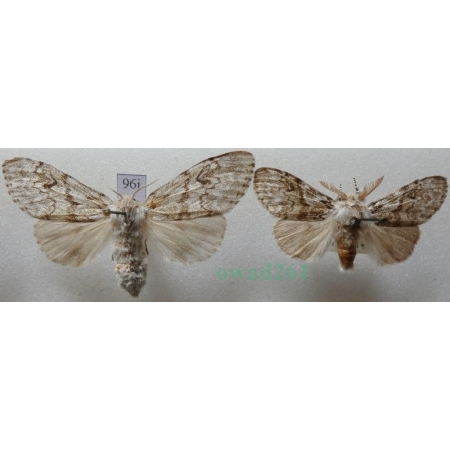 Calliteara abietis (Denis & Schiffermüller, 1775) pair Szczotecznica świerkowa Czech96j